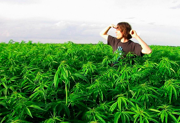 Репортаж сжигания марихуаны где растет марихуана в россии